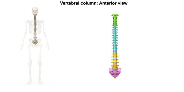 позвоночного столба передний вид - back rear view pain physical injury стоковые фото и изображения