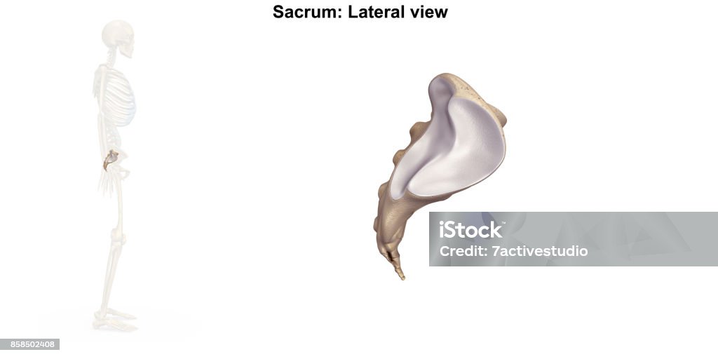 Sacrum Lateral view A triangular bone in the lower back formed from fused vertebrae and situated between the two hip bones of the pelvis. Accuracy Stock Photo