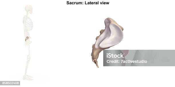Sacrum Lateral View Stock Photo - Download Image Now - Accuracy, Anatomy, Art Product