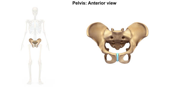 pelvis anterior view - ischium imagens e fotografias de stock