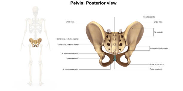 pelvis posterior view - ischium imagens e fotografias de stock