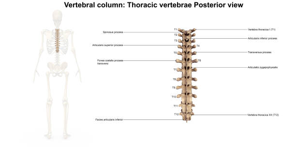 istock Thoracic Spine Posterior view 858502864