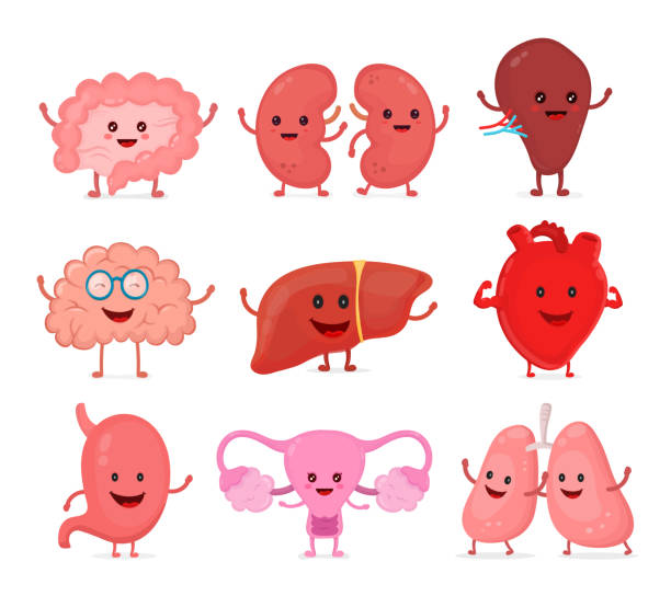 Pulmones Animados - Banco de fotos e imágenes de stock - iStock Pulmones Animados - Banco de fotos e imágenes de stock - iStock