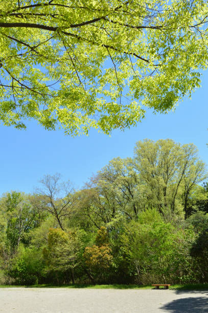 istock A park with no people, a sunny day 858503682