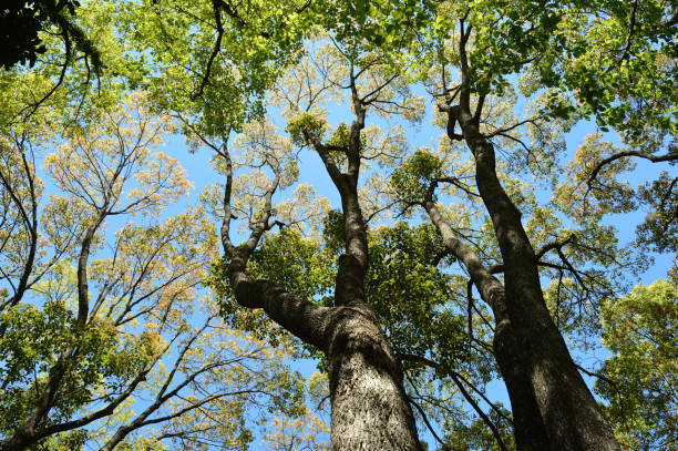 istock Branches and leaves of trees spreading overhead 858503776