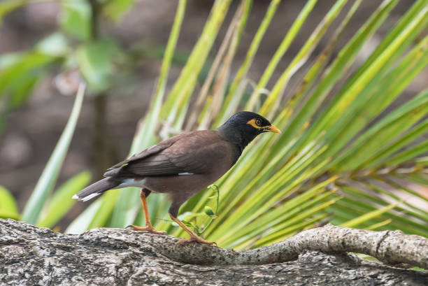 istock Common Myna,exotic black bird 858503804