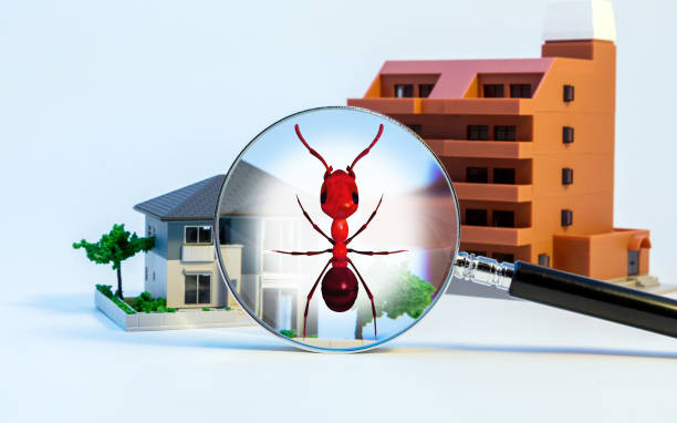 istock Pest control of residence concept. 3D rendered fire ant. 858504044