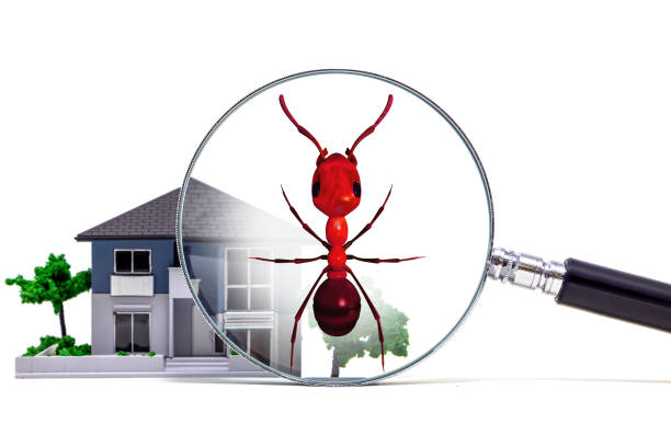 istock Pest control of residence concept. 3D rendered fire ant. 858504078