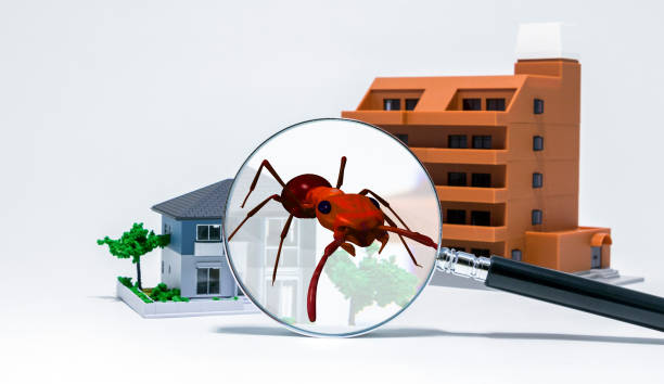 istock Pest control of residence concept. 3D rendered fire ant. 858504098
