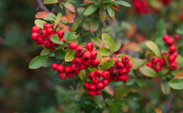 istock Sorbus aucuparia 858504322