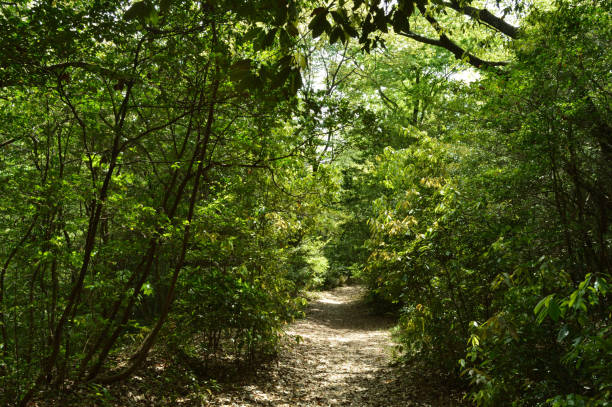 istock A sunny day surrounded by trees in the forest 858507022