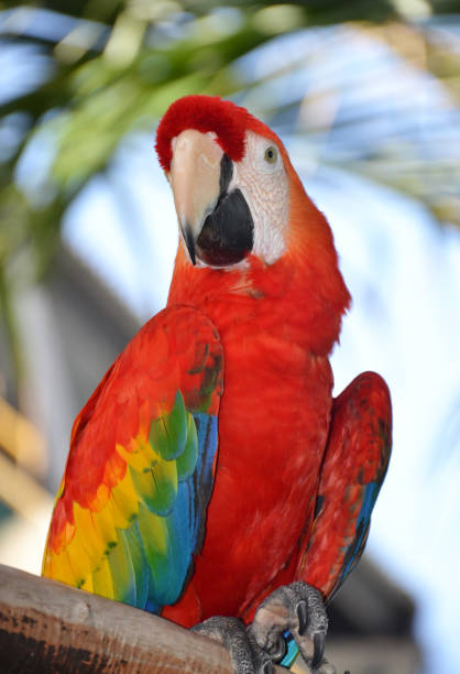 istock Portrait of Amazon macaw parrot 858507360