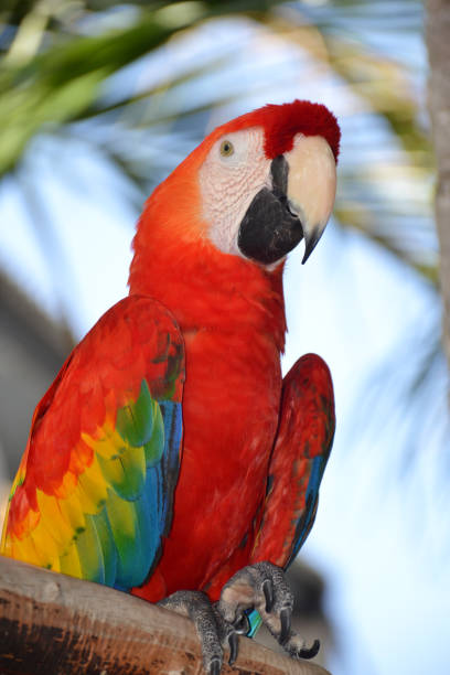 istock Portrait of Amazon macaw parrot 858507408