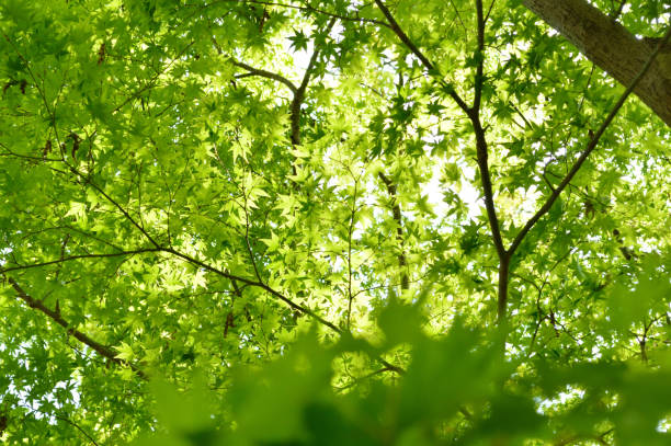 istock Young leaves spreading above the head 858507504