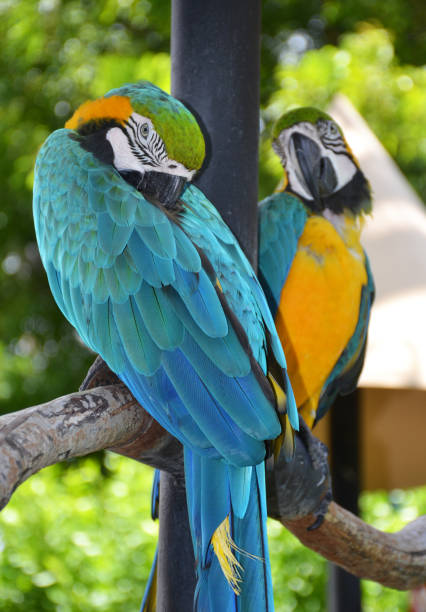 istock Portrait of Amazon macaw parrot 858507532