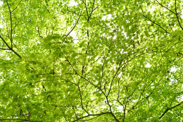 istock Young leaves spreading above the head 858507846