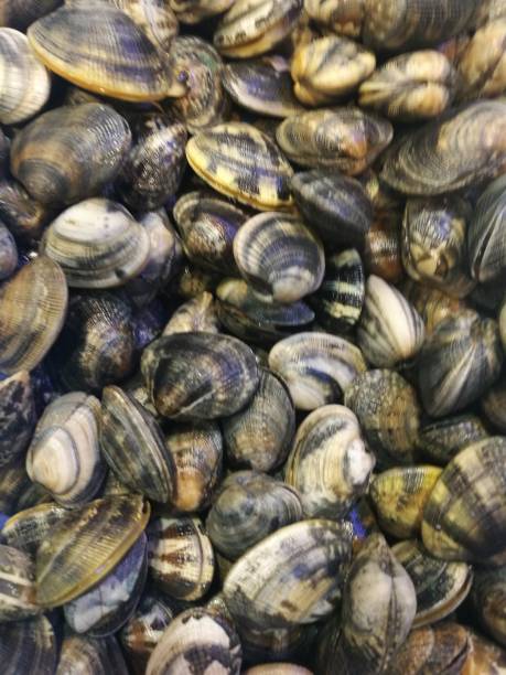 istock Clams in fish market 858510898