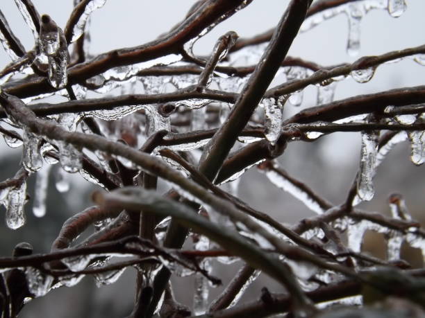 istock Plant in frozen rain 858510920