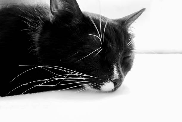 Black and white photo. Head of black cat which is sleeping on white window sill.