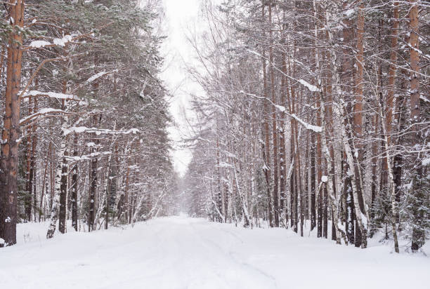 istock Snow-covered receding into the distance road in winter forest. 858511598