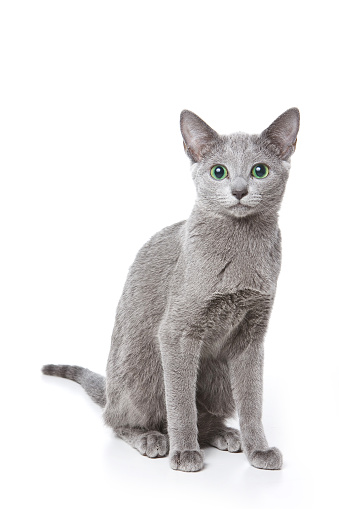 Russian blue cat with green eyes (isolated on white)