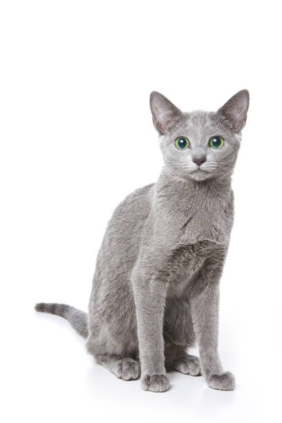 Russian blue cat with green eyes (isolated on white) stock photo