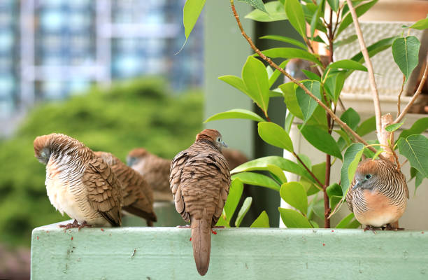 istock Many Wild Zebra Dove Relaxing Happily at the Balcony, Selective Focus with Blurred Background 858514862