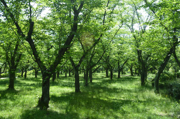 istock A park on a sunny day, a walking path in the green 858515354