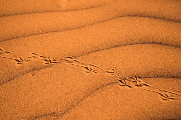 Desert Tracks stock photo