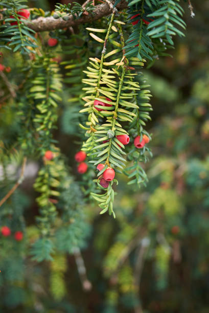 istock Taxus baccata 858515884