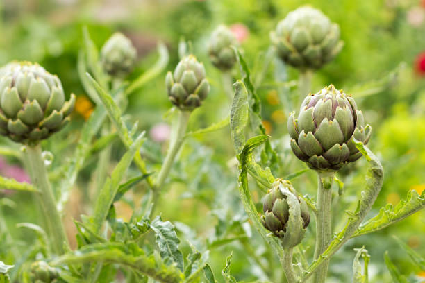 artichaut avec fleurs violacées qui poussent dans le domaine - artichaut photos et images de collection