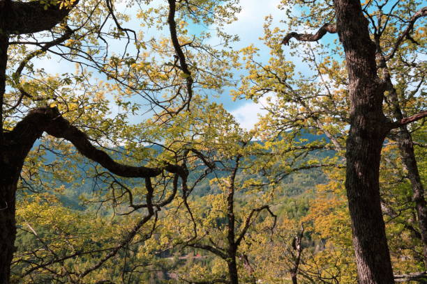 View up in a big oak in the autumn sunlight