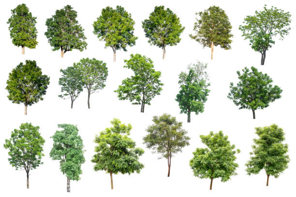 collection of trees isolated on white background, tropical trees isolated used for design, advertising and architecture. - lpn imagens e fotografias de stock
