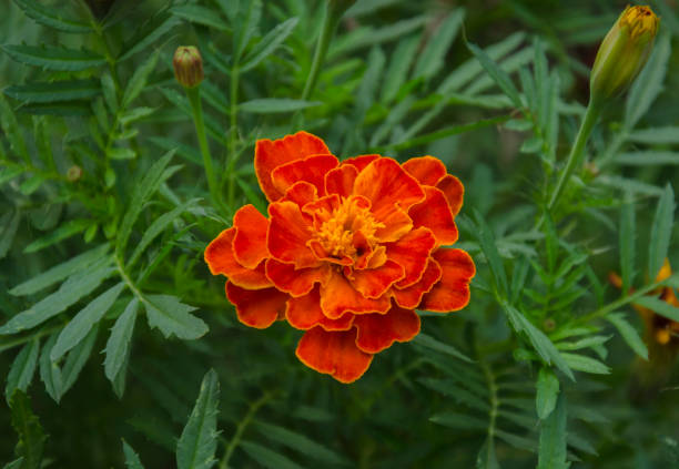 istock beautiful flower Tagetes 858519526