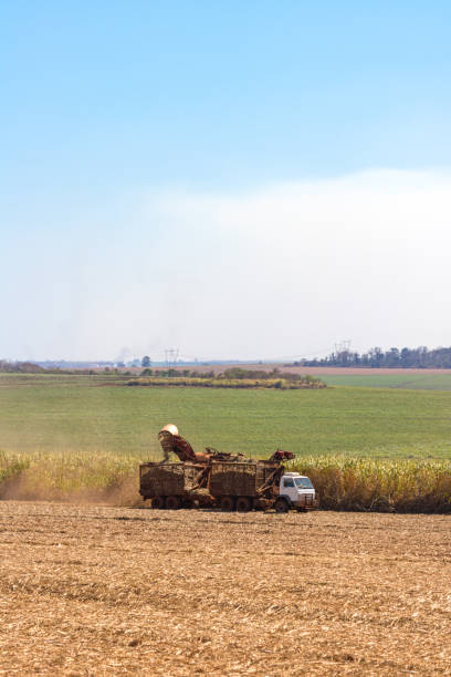 istock Harvesting of Sugar Cane field with combine 858519712