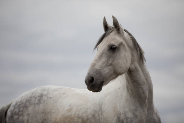 istock Wild white horse standing on the field 858523376