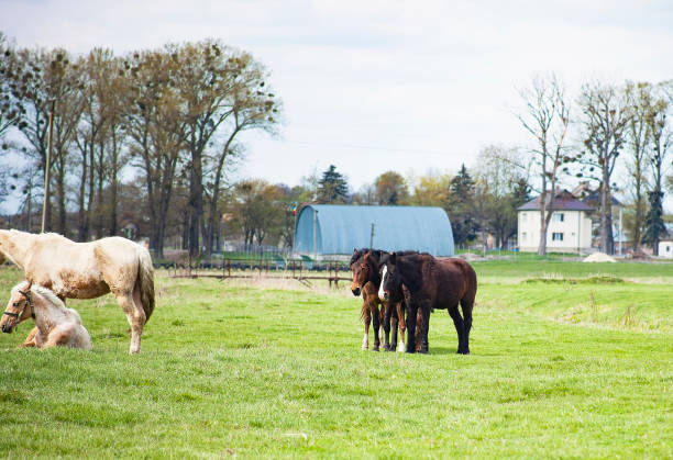 istock Horses different colors graze on green field 858523388