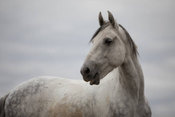 istock Wild white horse standing on the field 858523430