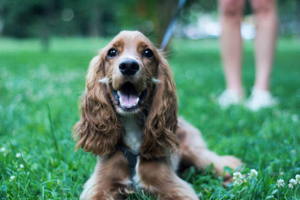 1.700+ Fotos, Bilder und lizenzfreie Bilder zu Herzwurm Des Hundes iStock