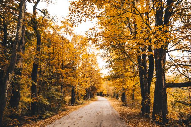 istock Autumnal road in new hampshire 858526054