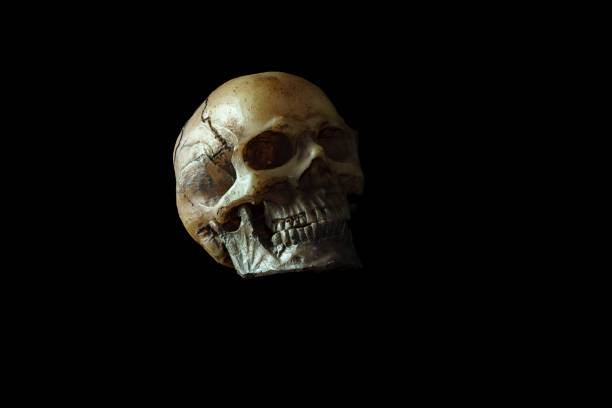 istock Low key image of skull model isolated on black background 858526312