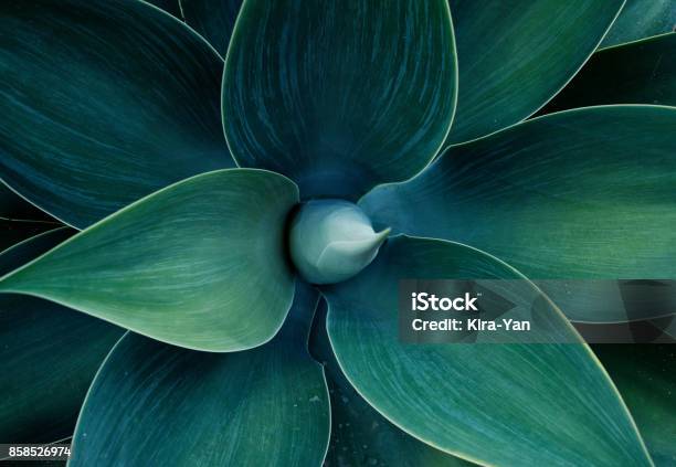 Floral Freen Pattern Stock Photo - Download Image Now - Flower, Close-up, Green Color