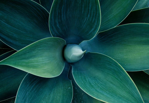 kwiatowy wzór freen - close up plant leaf macro zdjęcia i obrazy z banku zdjęć