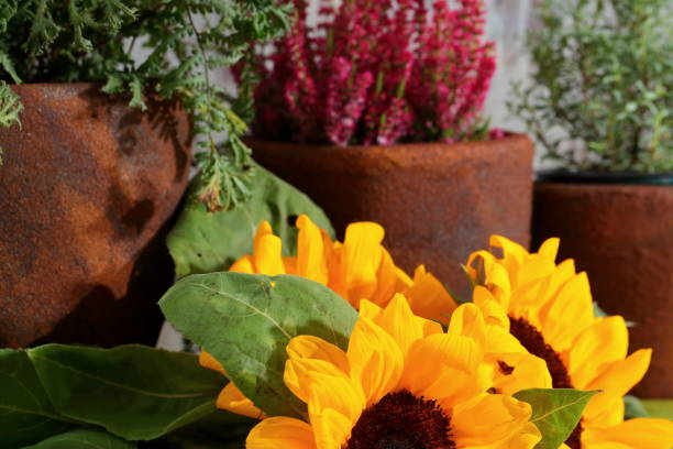istock Sunflowers and apples in one shot. 858529702