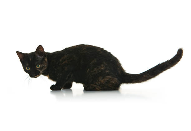 istock Tortoiseshell Shorthair Kitten 858530552