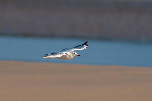 un gabbiano dalla testa nera (chroicocephalus ridibundus) in volo - common black headed gull foto e immagini stock