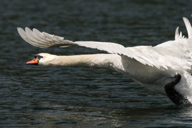 istock A mute swan (Cygnus olor) taking off 858530674