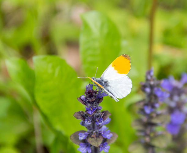 orange tip butterfly orange tip butterfly on blue flower anthocharis cardamines stock pictures, royalty-free photos & images