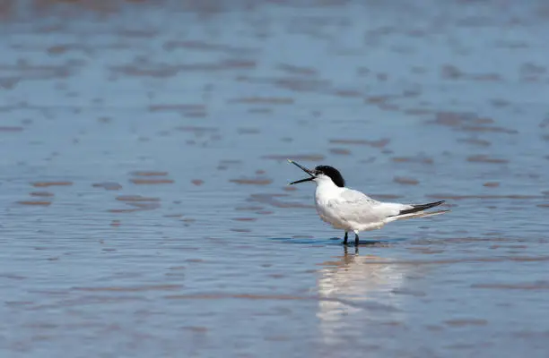 A sandwich tern (Thalasseus sandvicensis) standing on the beach with an open beak