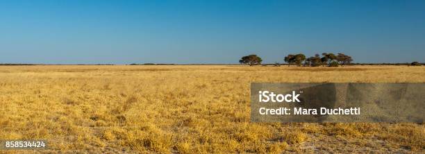 Del Kalahari Foto de stock y más banco de imágenes de Llanura - Llanura, África, Arbusto